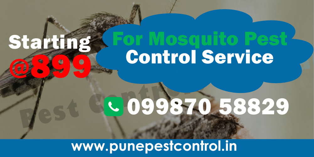 Mosquito Pest Control